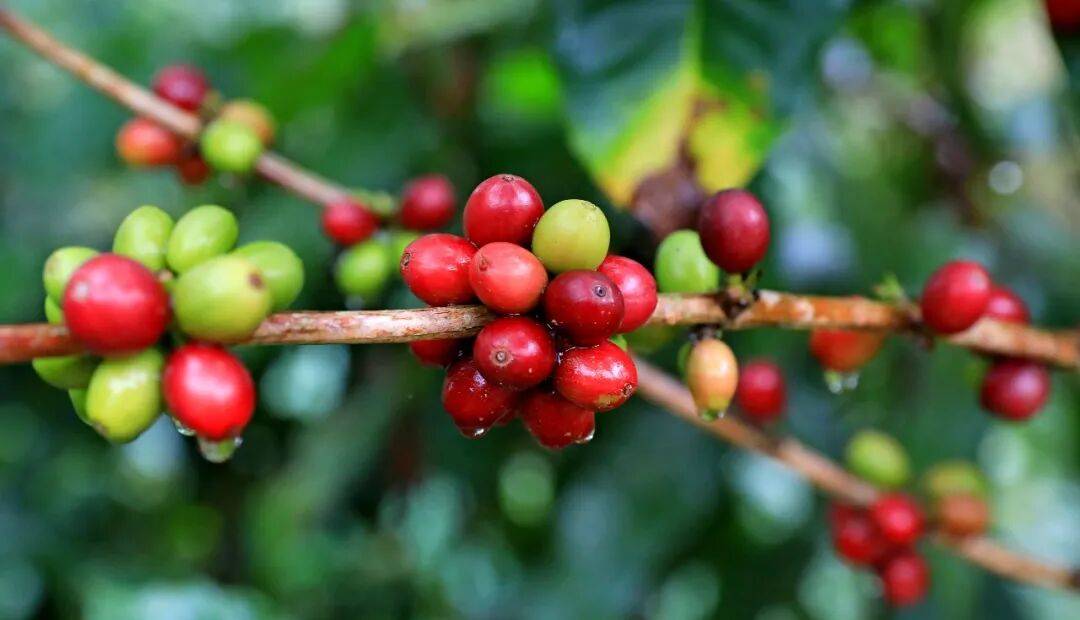 咖啡10杯有7杯是精品！不朽情缘平台云南小城产(图5)