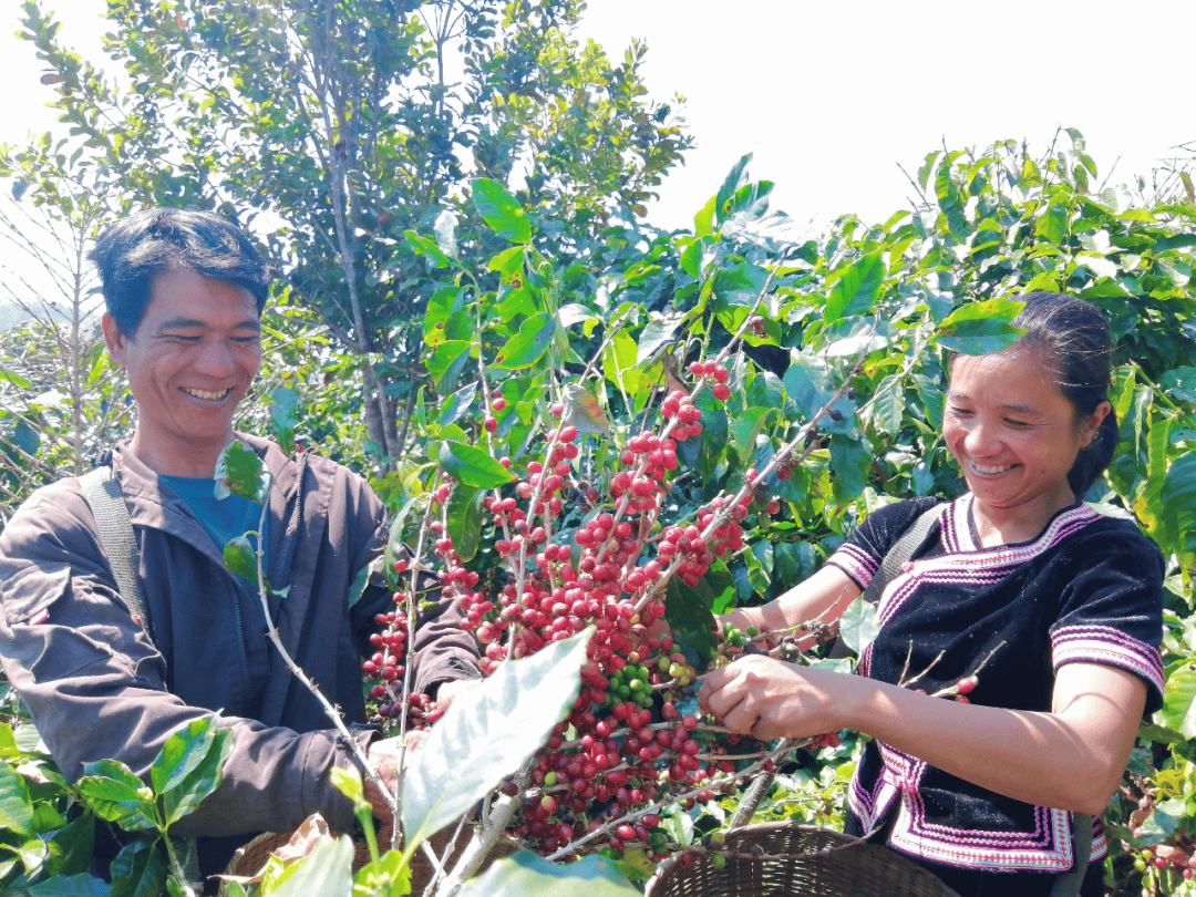咖啡10杯有7杯是精品！不朽情缘平台云南小城产(图8)