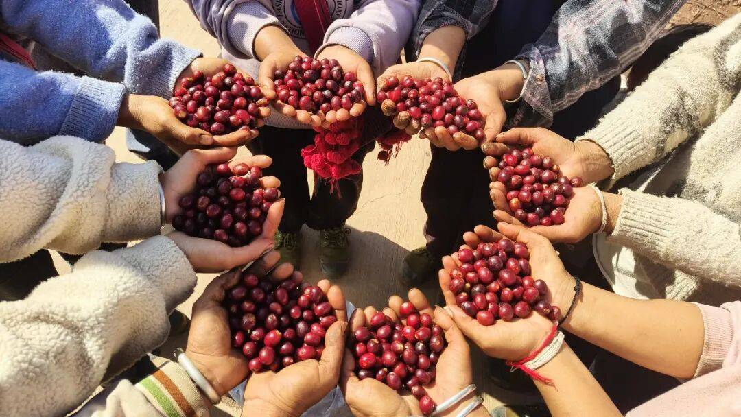 咖啡10杯有7杯是精品！不朽情缘平台云南小城产(图9)