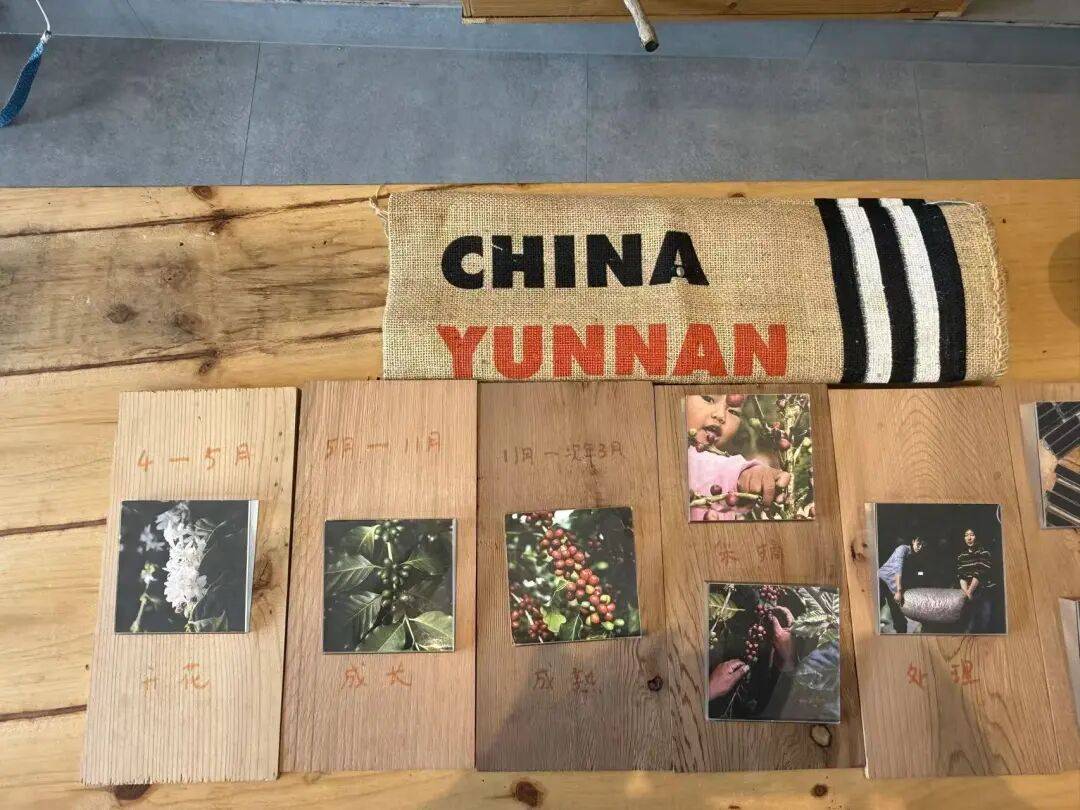 咖啡10杯有7杯是精品！不朽情缘平台云南小城产(图11)