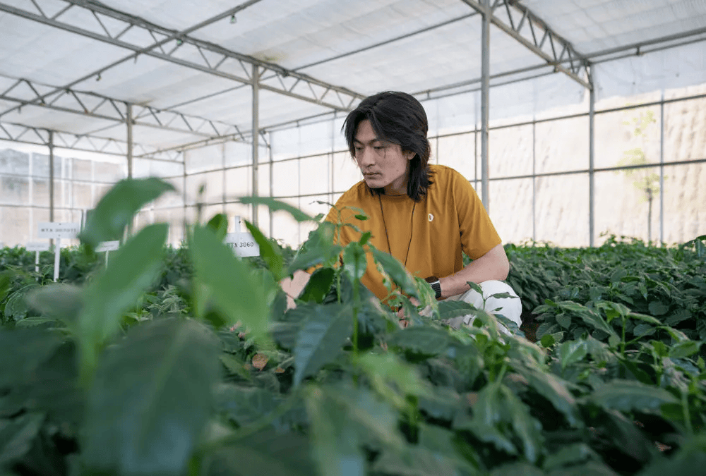 咖啡10杯有7杯是精品！不朽情缘平台云南小城产(图12)