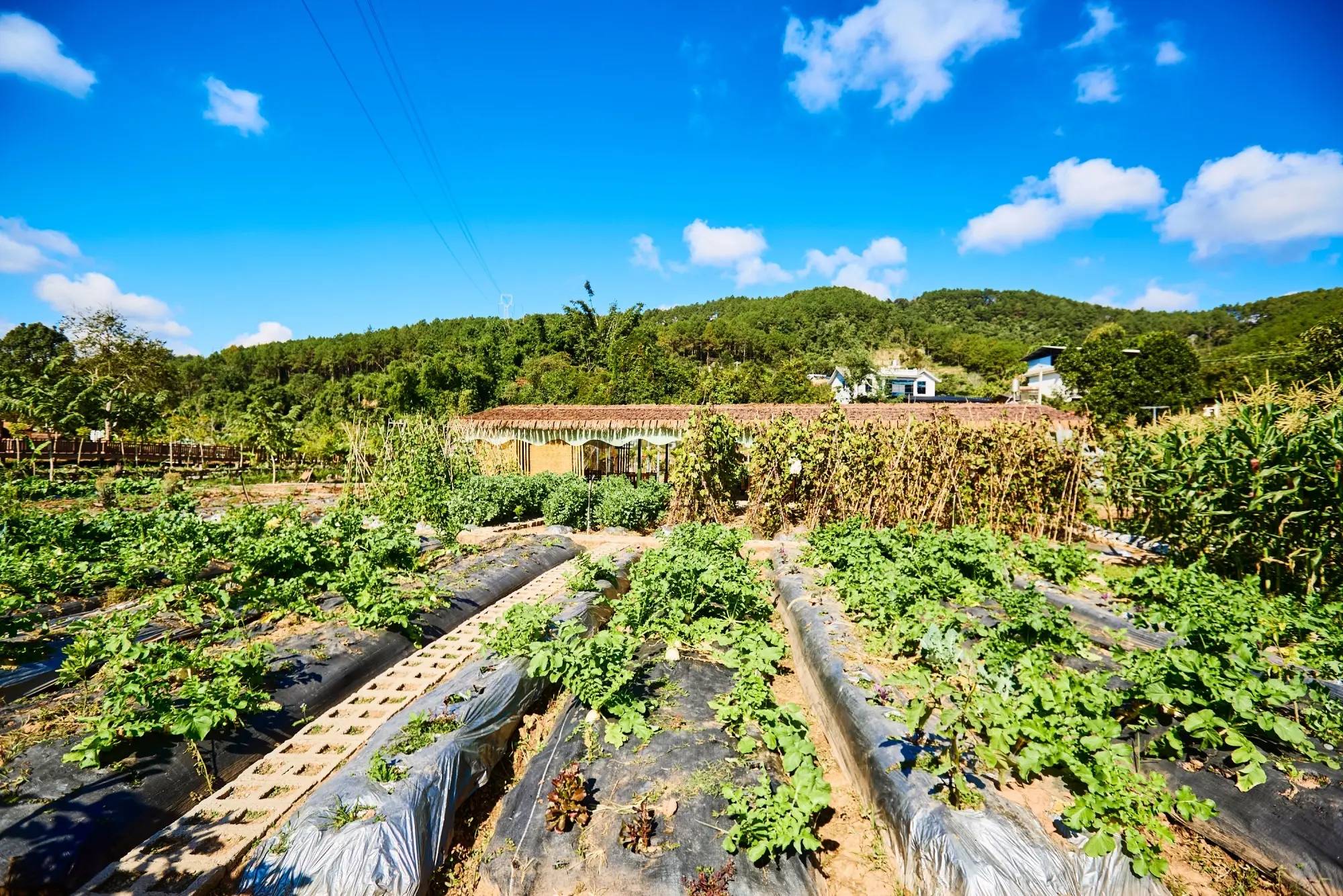 星村云南本土与现代技艺交融的咖啡文化生活不朽情缘平台登录入口普洱思茅南岛河村美丽(图3)