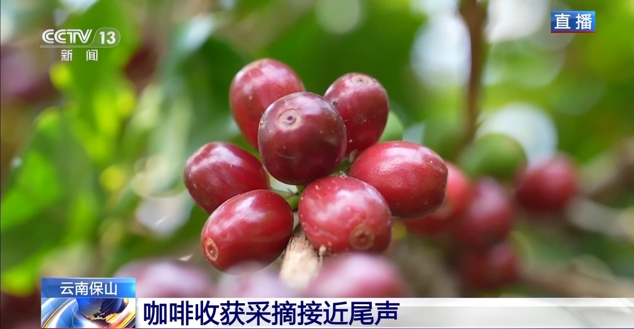 ” 两张产业名片助力云南经济腾飞不朽情缘试玩版“左手咖啡右手茶(图1)