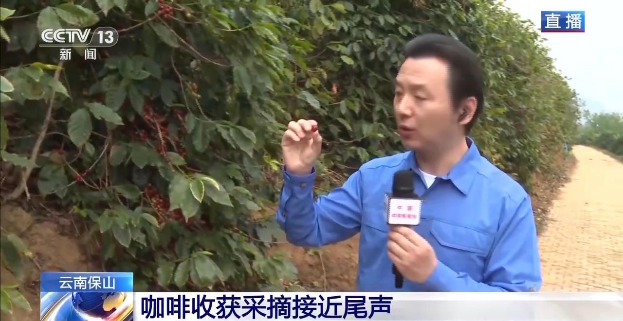 ” 两张产业名片助力云南经济腾飞不朽情缘试玩版“左手咖啡右手茶(图9)